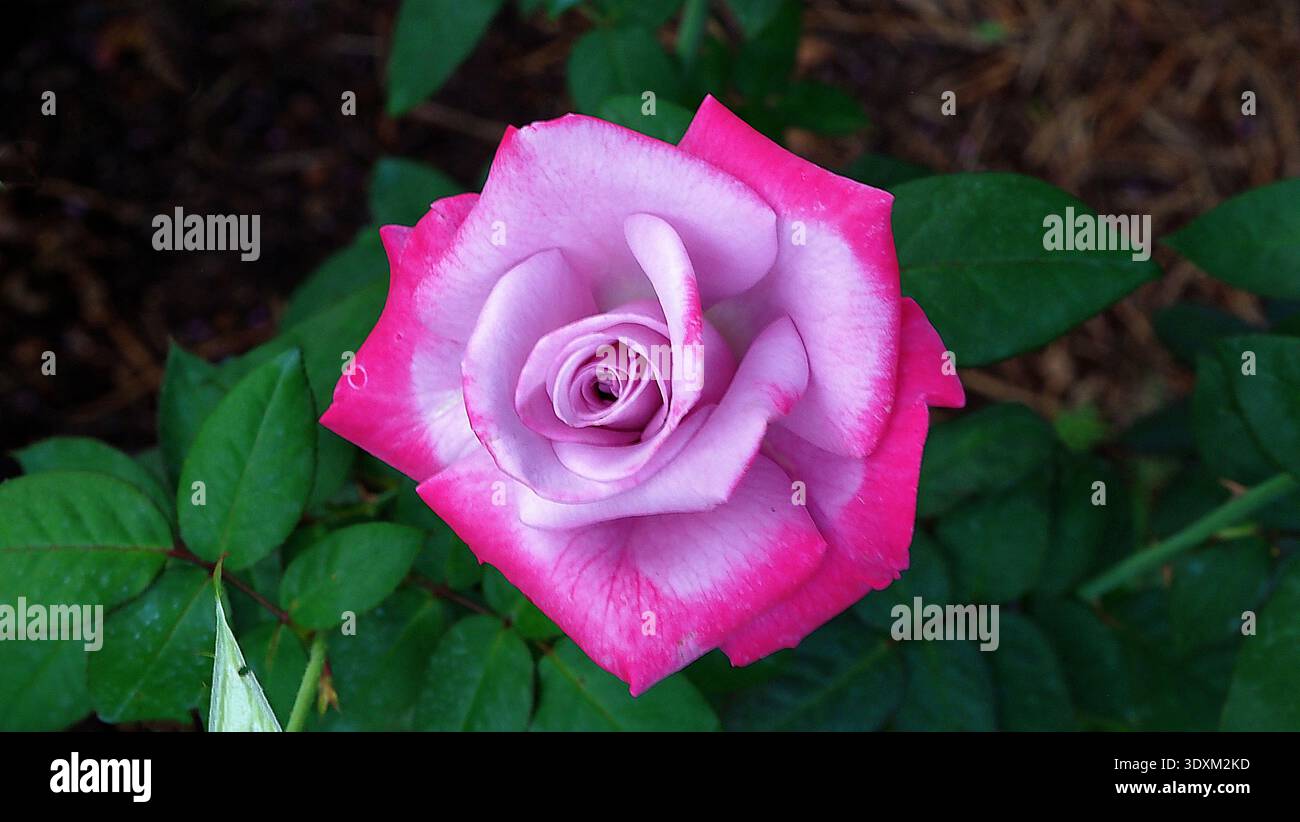Superbe rose à thé hybride « Paradise » en pleine floraison, avec pétales de lavande aux bords rose foncé vif dans un jardin. Banque D'Images