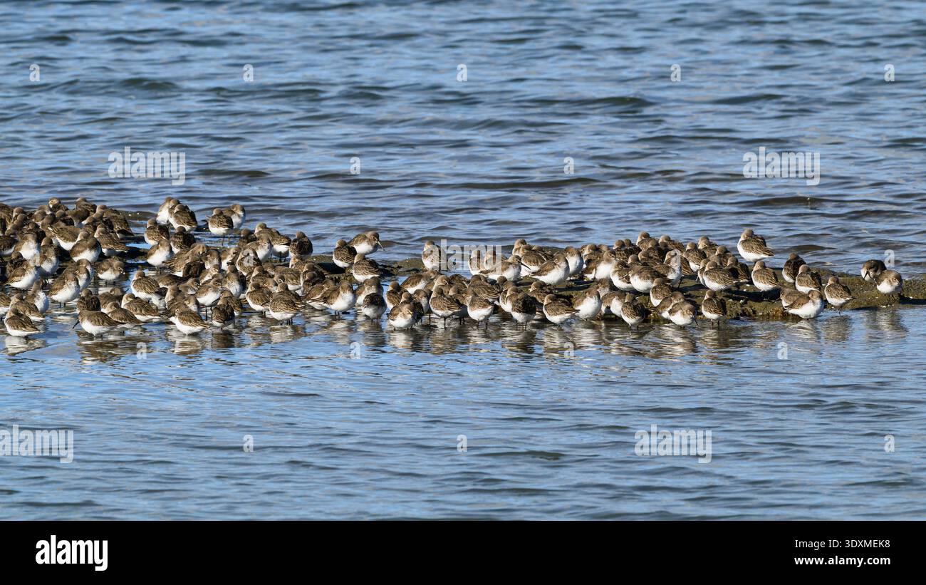 Troupeau de dunlin Calidris alpina en eau peu profonde sur un champ agricole inondé en hiver Banque D'Images