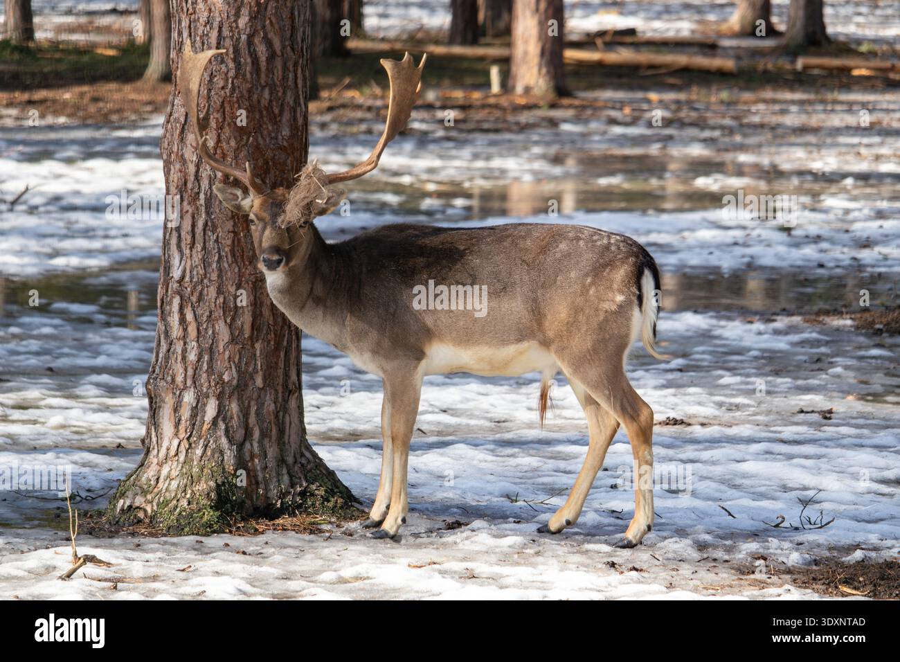 Cerf en jachère avec Antlers debout dans la forêt Banque D'Images