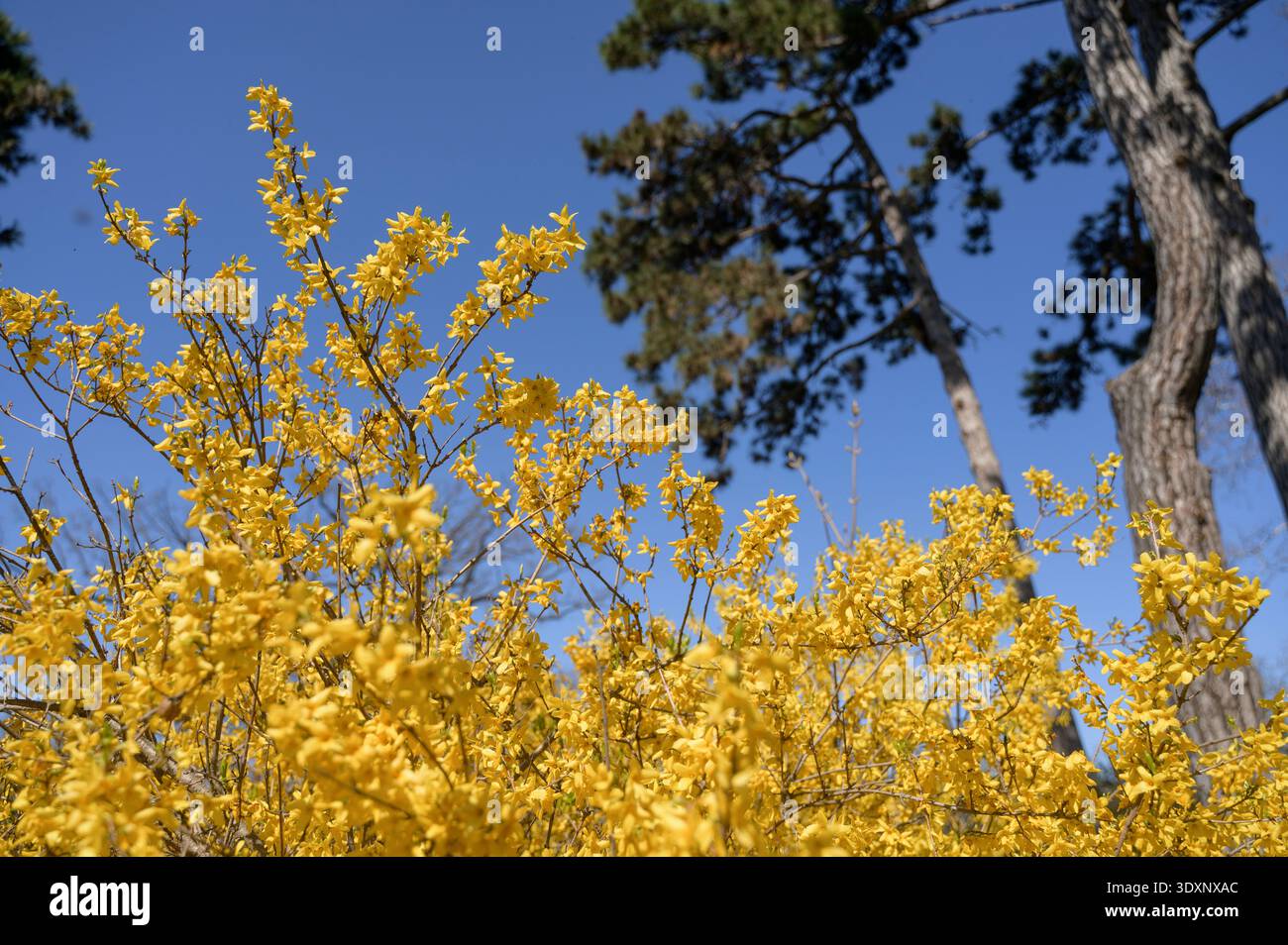 Arbustes vifs forsythia fleurissant dans un jardin printanier près de majestueux pins. Concept de transition saisonnière, entretien écologique du parc, et vif Banque D'Images