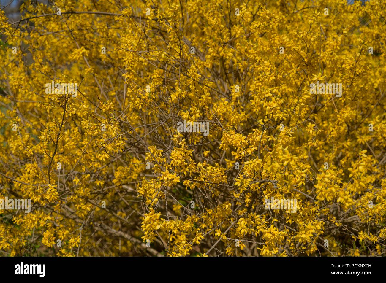 Fleurs de forsythia jaunes denses fleurissant sur de fines branches pendant une journée ensoleillée de printemps. Concept d'explosion florale saisonnière, beauté de jardin botanique, et Banque D'Images