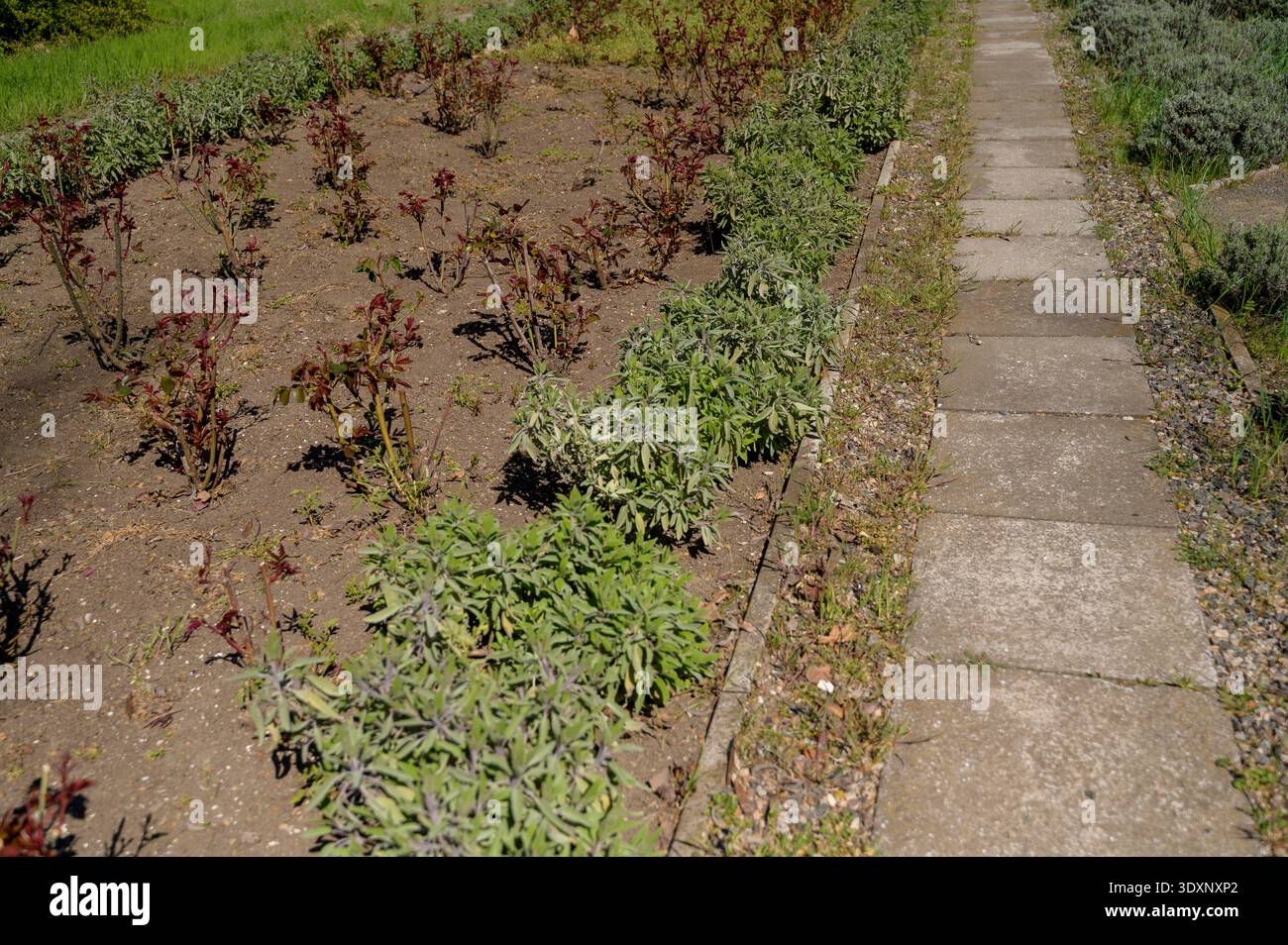 Chemin en pierre de béton à côté d'un lit de jardin avec de jeunes rosiers dans un parc ensoleillé. Concept de jardinage saisonnier, entretien du paysage et sprin frais Banque D'Images