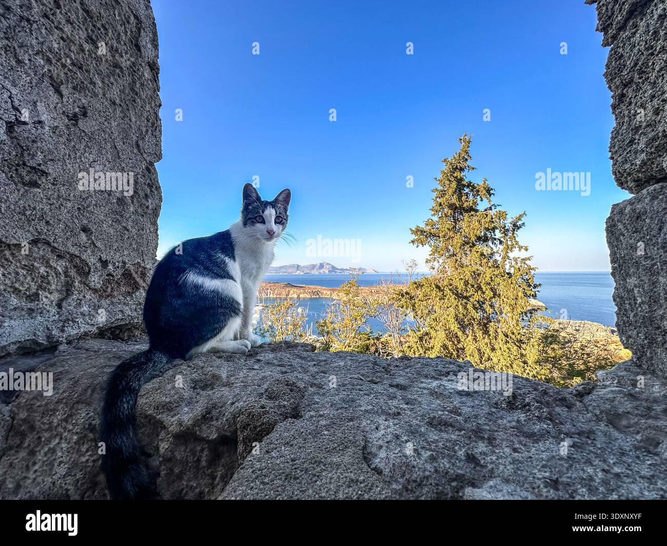 Chat de couleur noir et blanc regardant la curiosité de la caméra. Banque D'Images