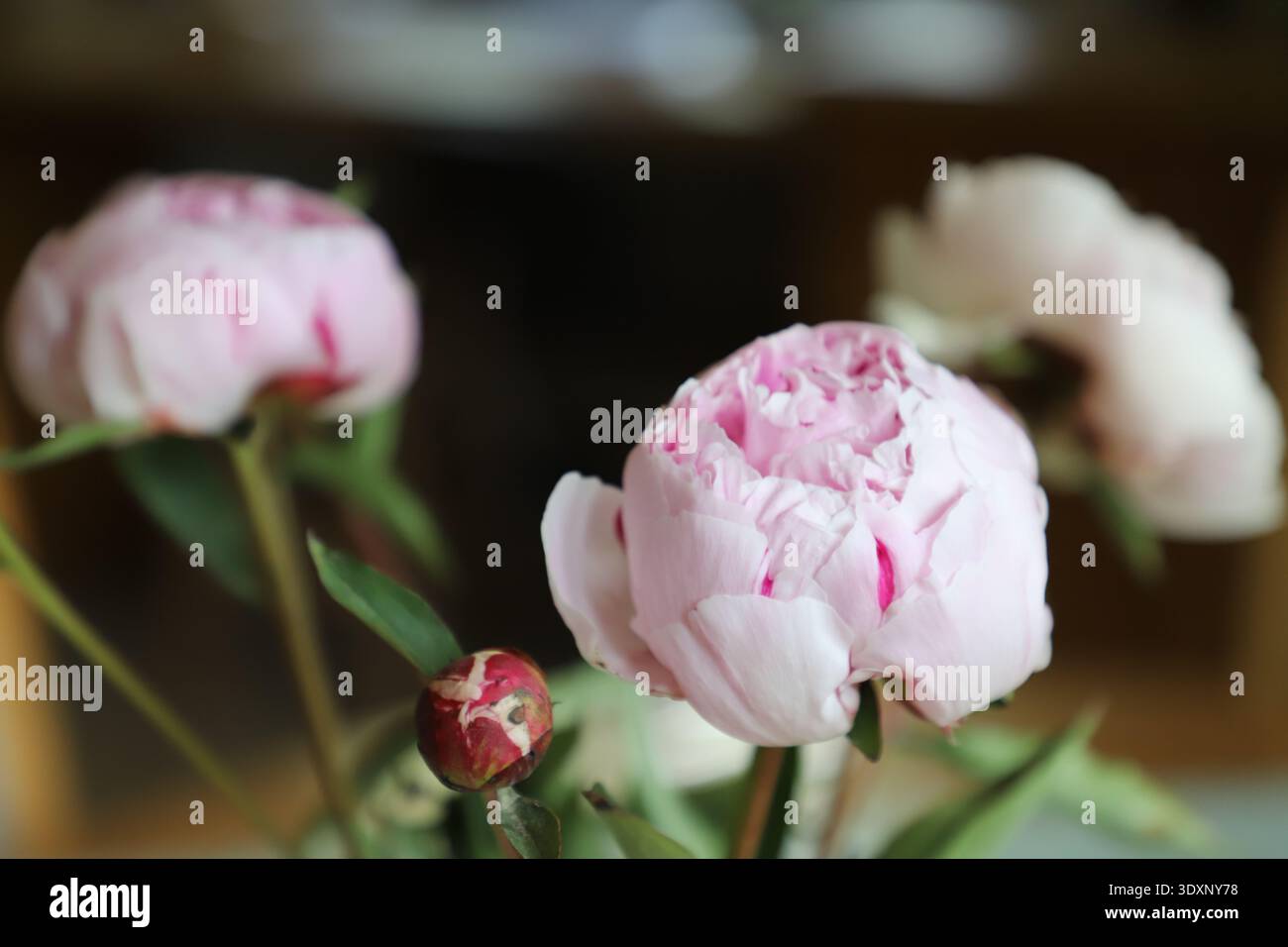 Gros plan de délicats bourgeons de pivoine roses fleurissant dans un vase, lumière naturelle douce, fleurs fraîches de printemps, décor floral, atmosphère romantique et élégante. Banque D'Images