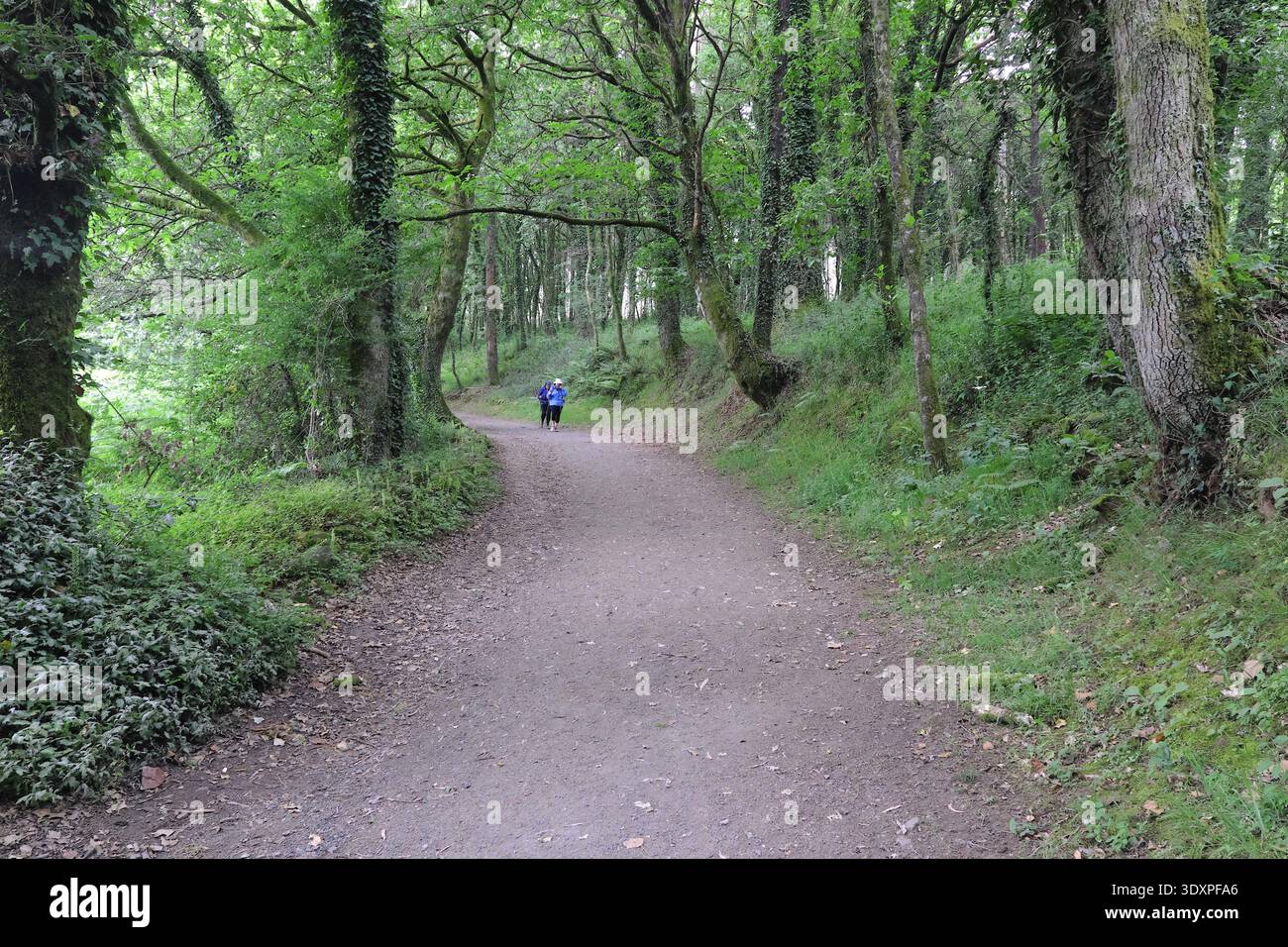 Pèlerins sur le sentier boisé sur le Camino Frances, chemin espagnol de réunissant James, Galice, Espagne Banque D'Images