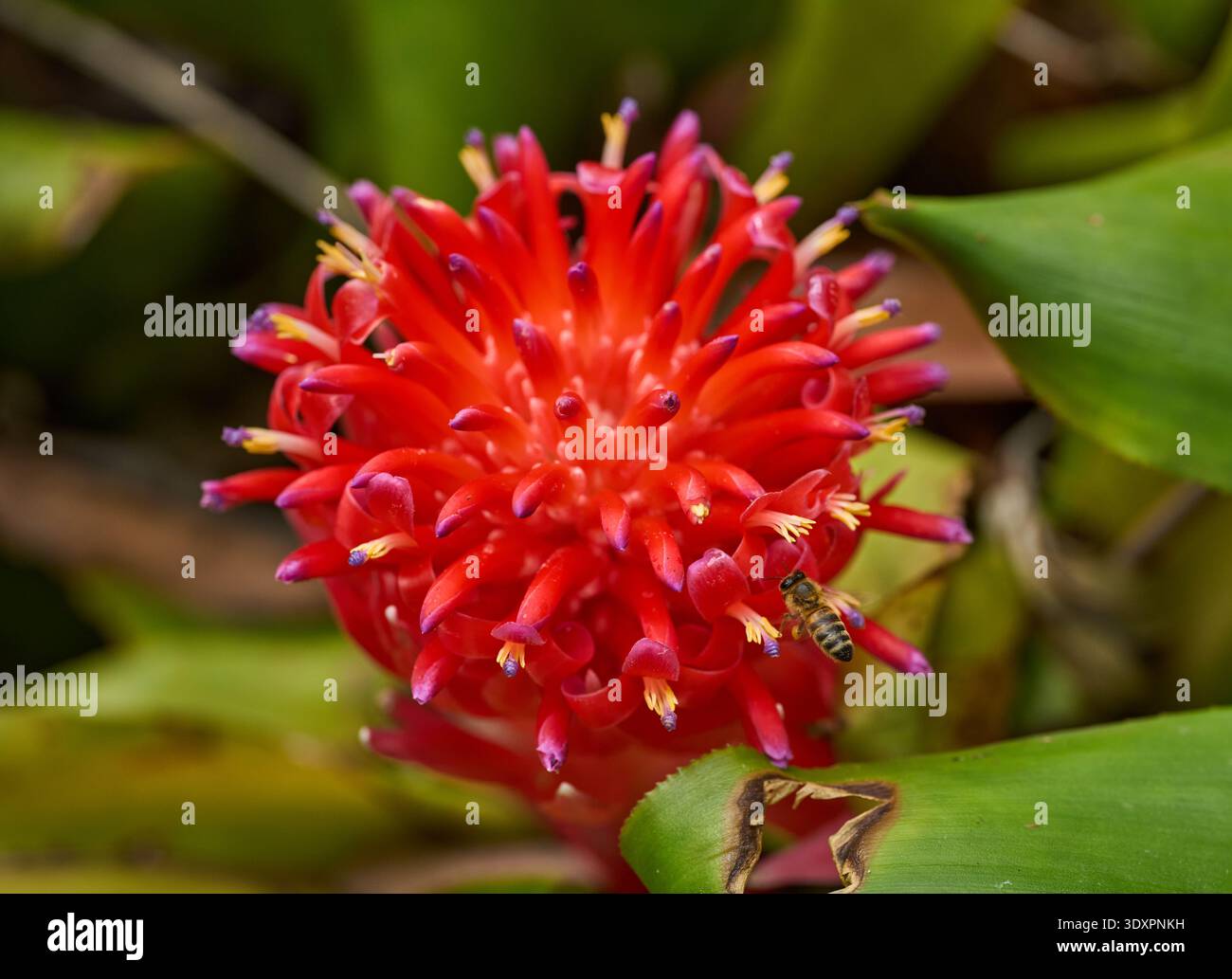 Inflorescence broméliade rouge vif avec étamines à pointe violette et anthères jaunes visitées par une abeille en cours de pollinisation Banque D'Images