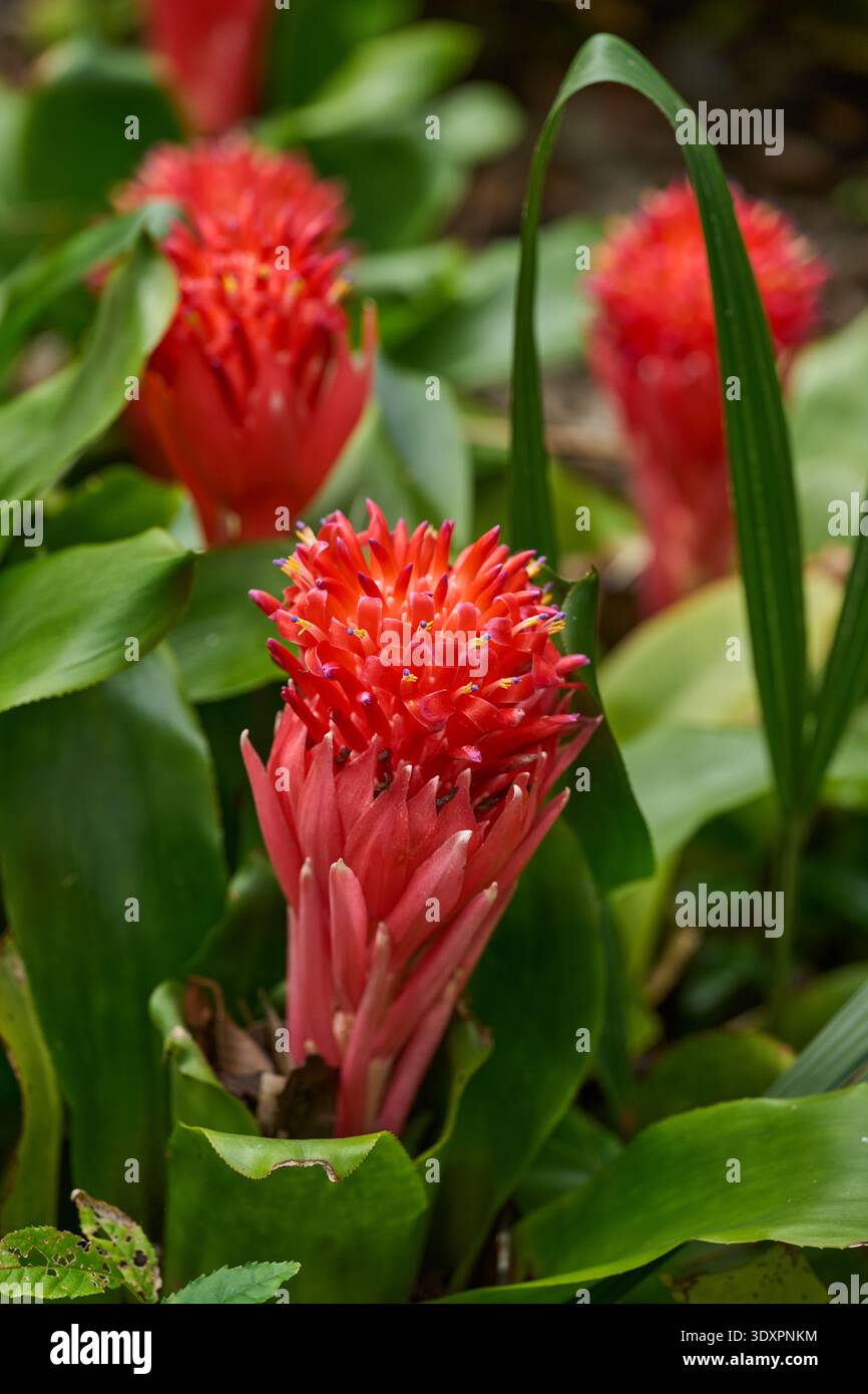 Inflorescence broméliade rouge vif avec étamines à pointe violette et anthères jaunes photographiées en détail sur un fond bokeh vert doux Banque D'Images