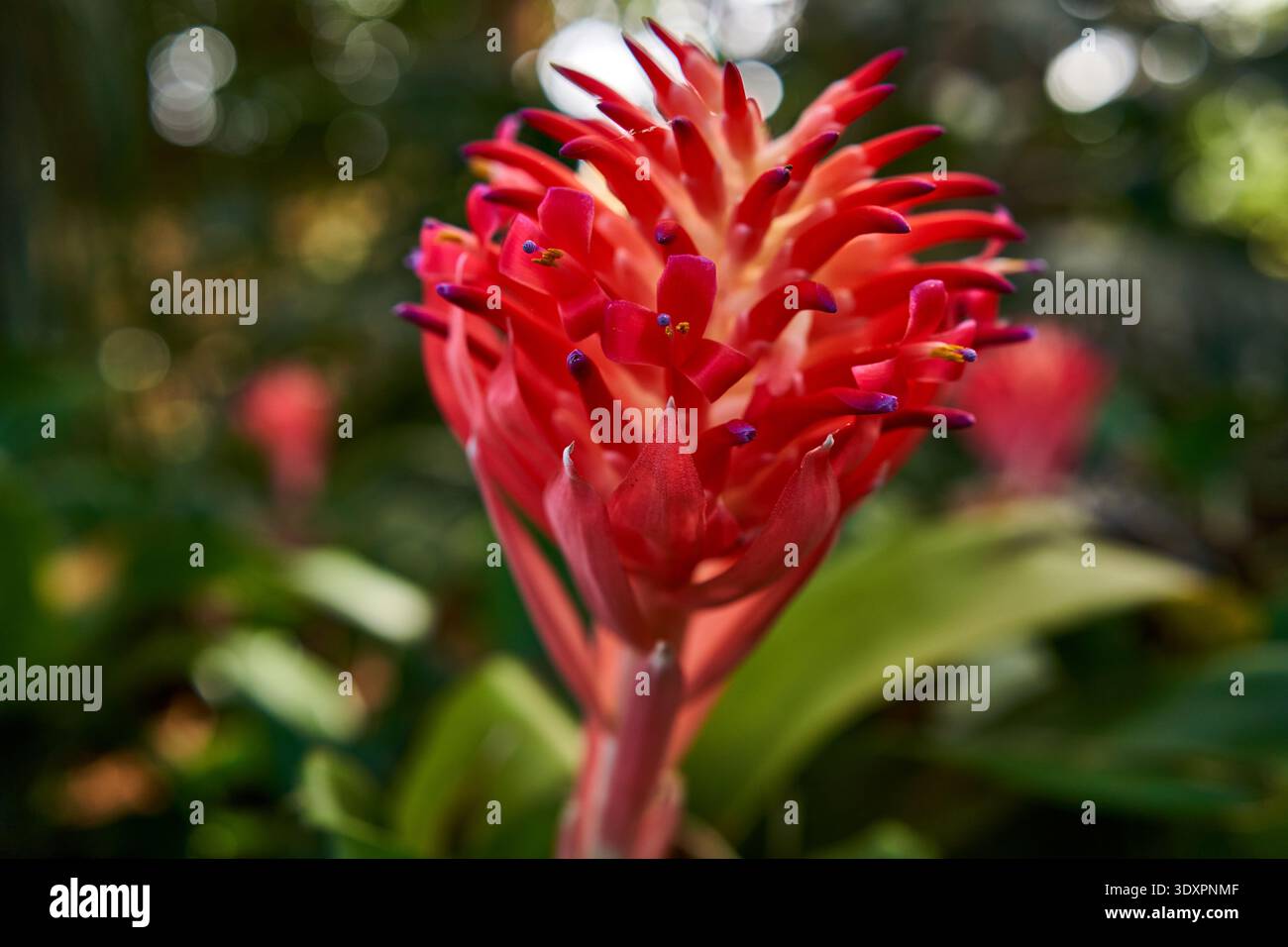 Inflorescence broméliade rouge vif avec étamines à pointe violette et anthères jaunes photographiées en détail sur un fond bokeh vert doux Banque D'Images