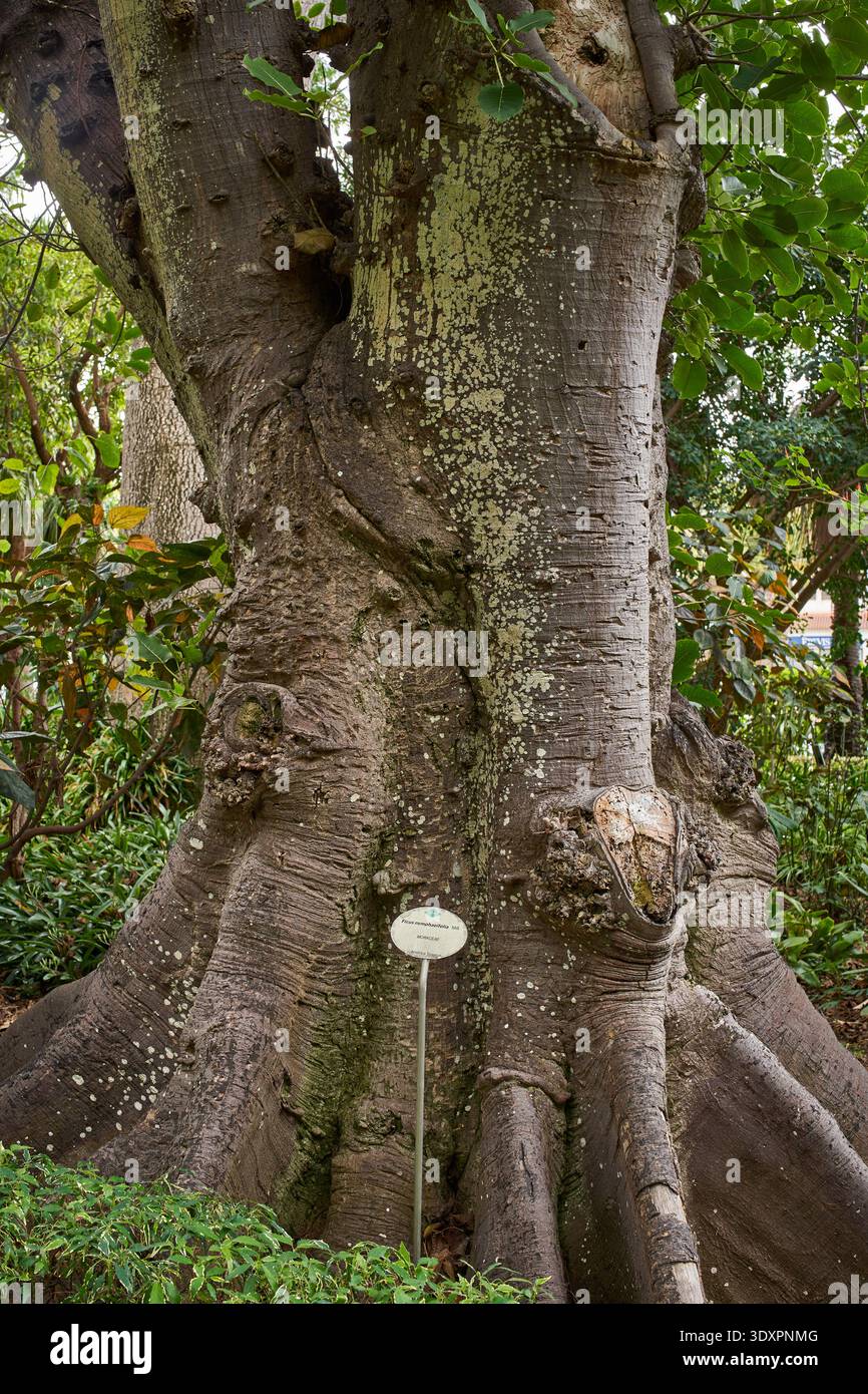 Massif tronc fusionné de Ficus nymphaeifolia avec écorce texturée recouverte de lichen et racines de contrefort montrées en détail dans un jardin botanique Banque D'Images