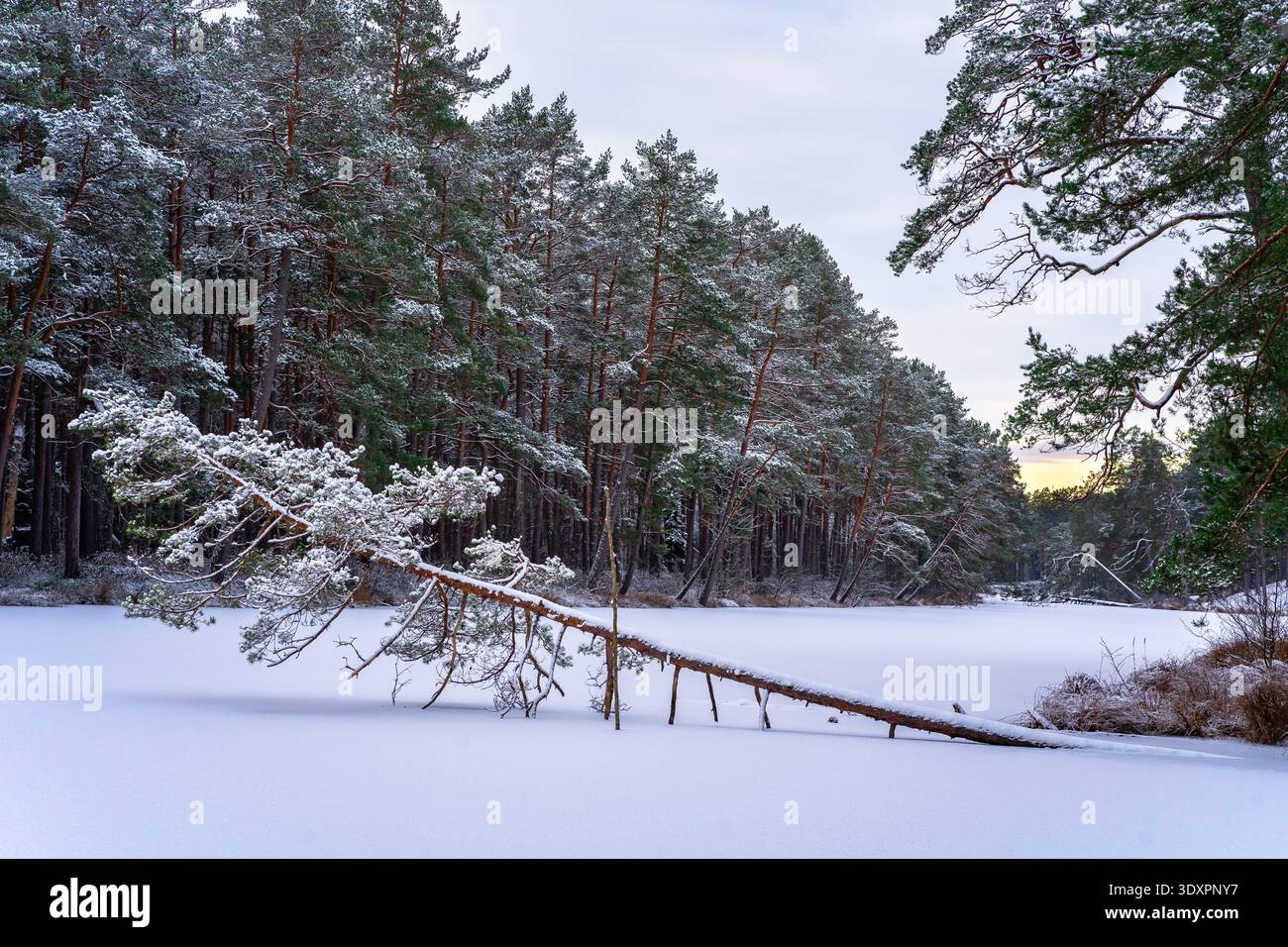 Arbre tombé sur un lac gelé entouré par une forêt de pins enneigés, Lilaste, Lettonie Banque D'Images