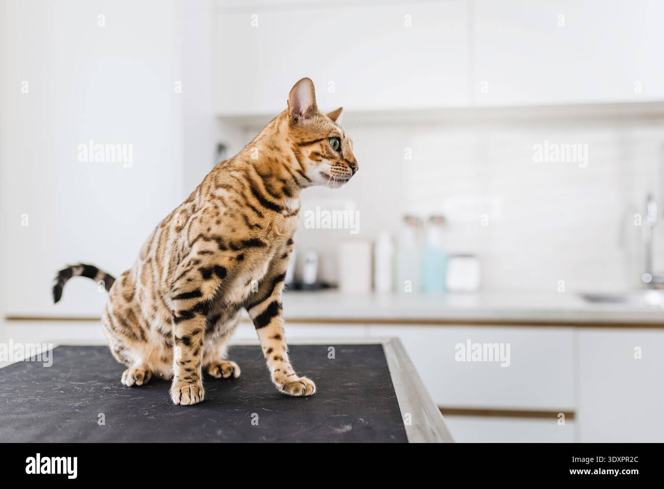 Chat du Bengale assis sur une table d'examen vétérinaire dans une clinique moderne, alerte félin en attente d'un bilan de santé dans un environnement de soins de santé propre pour animaux de compagnie Banque D'Images