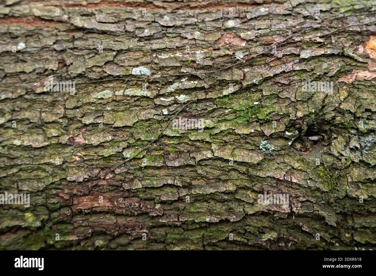 Gros plan d'écorce d'arbre rugueuse fissurée recouverte de mousse verte Banque D'Images