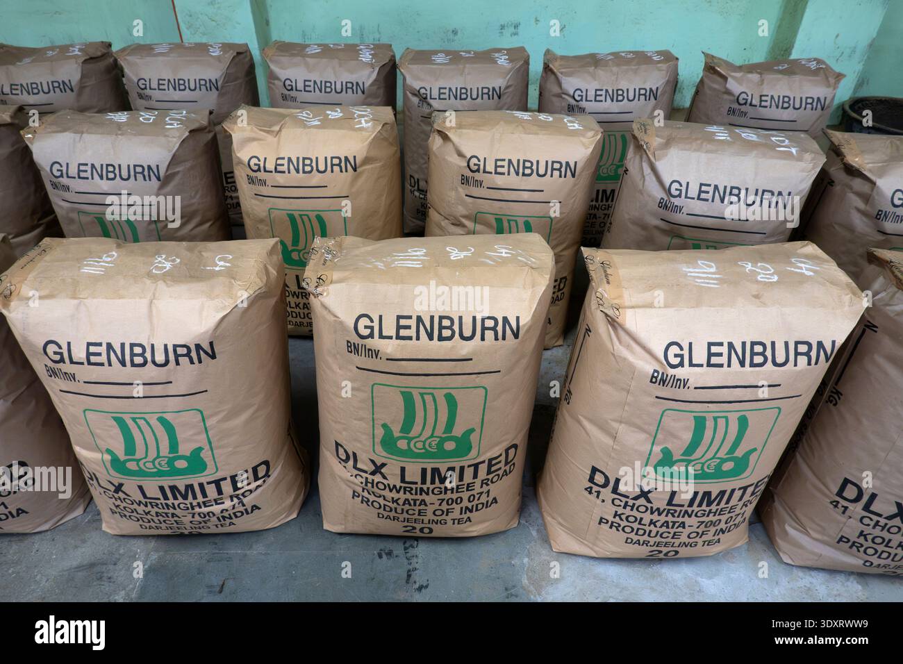 Glenburn Tea Estate, Darjeeling, Bengale occidental, Inde Banque D'Images