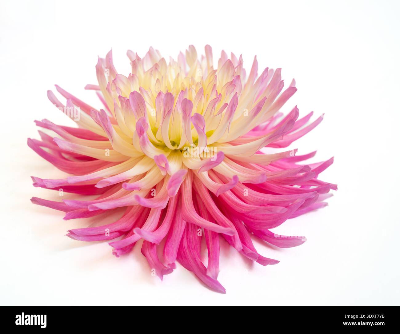 Un seul dahlia de cactus de jardin rose et jaune assis sur un fond blanc. Banque D'Images