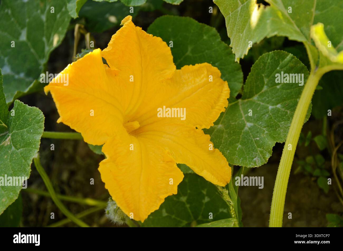 Les fleurs jaune vif sont en fleurs, fleurs de citrouille à la fin de l'été pour attirer les abeilles pour la pollinisation Banque D'Images