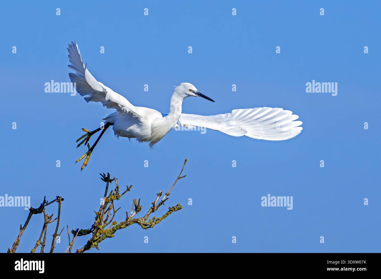 Petite aigrette (Egretta garzetta) en vol, décollant de l'arbre à la fin de l'hiver / début du printemps Banque D'Images