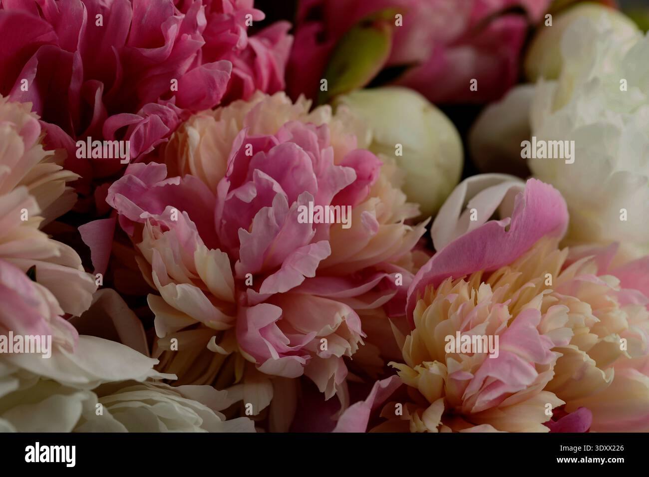 Fleurs tendres de pivoine en bouquet, gros plan. Conception de carte ou d'affiche Banque D'Images