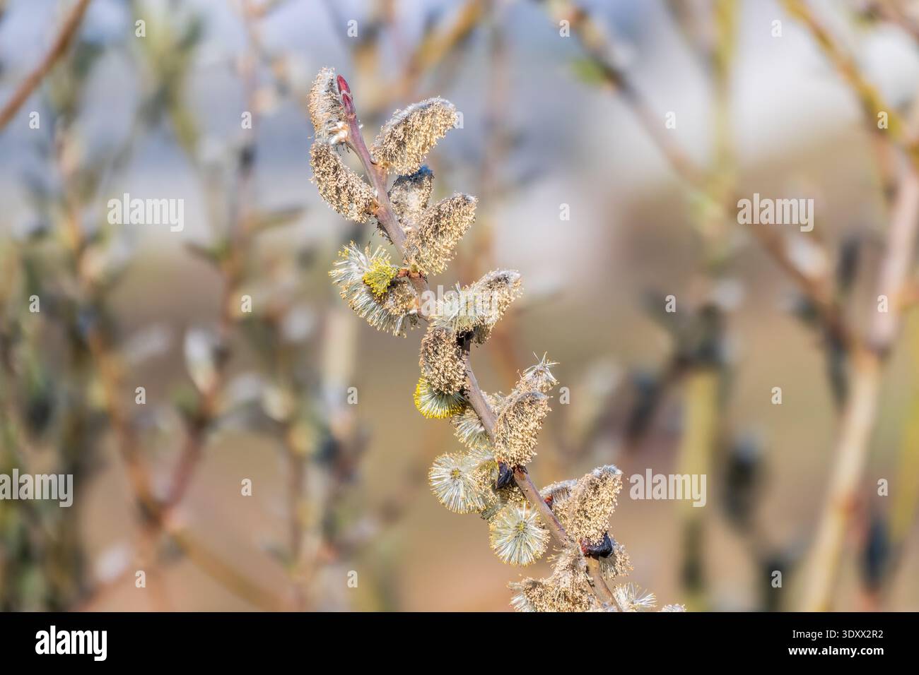 La nature se réveille au printemps. Brindilles de saule en fleurs et chatons de saule à fourrure, appelés phoques ou chats. Dimanche des palmiers. Saule houx, Salix caprea Banque D'Images
