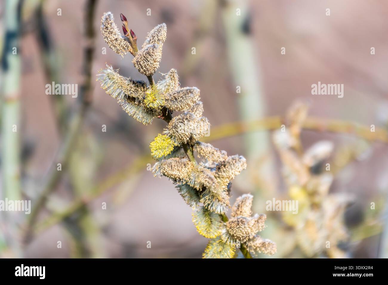 La nature se réveille au printemps. Brindilles de saule en fleurs et chatons de saule à fourrure, appelés phoques ou chats. Dimanche des palmiers. Saule houx, Salix caprea Banque D'Images