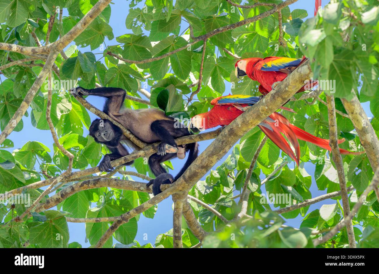 Aras écarlate (Ara macao) mordant un singe hurleur manteau (Alouatta palliata) dans la canopée des arbres, parc national du Corcovado, péninsule d'Osa, Costa Rica Banque D'Images