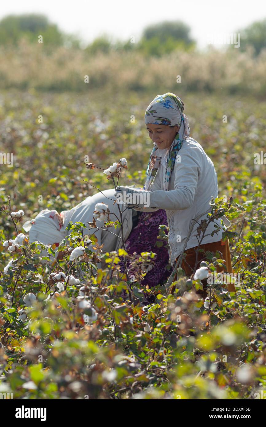 Cueilleurs de coton femelles récoltant le coton blanc à la main dans les champs agricoles près de Boukhara, Ouzbékistan Banque D'Images