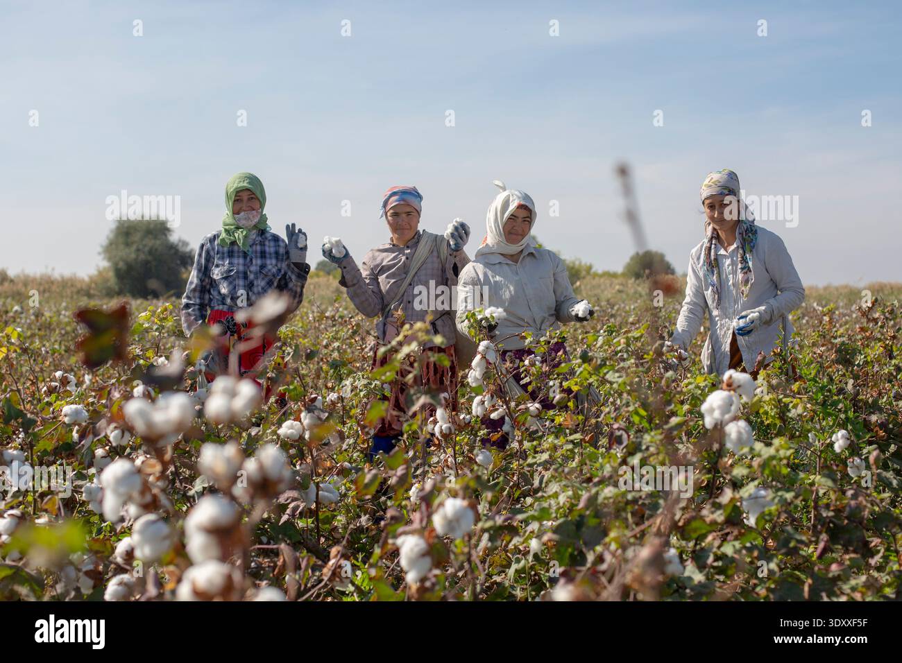 Quatre travailleuses du coton posant avec du coton récolté dans un champ agricole près de Boukhara, Ouzbékistan. port de foulards traditionnels Banque D'Images