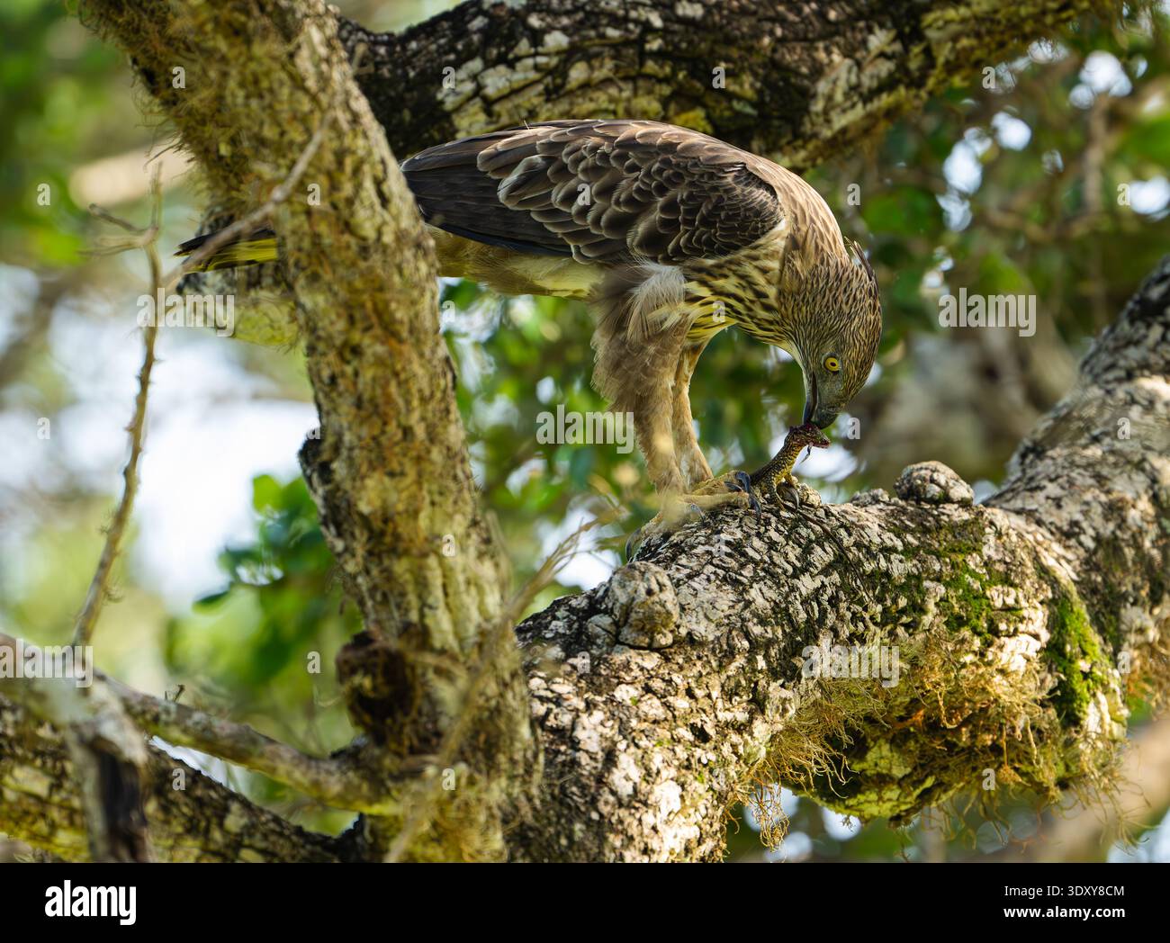 Le changeable Hawk-Eagle saisit sa proie, un lézard moniteur, sur la canopée du parc national de Yala. Banque D'Images