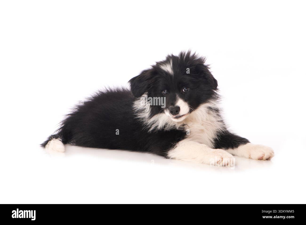 Chiot collie joli bordé couché isolé sur blanc Banque D'Images
