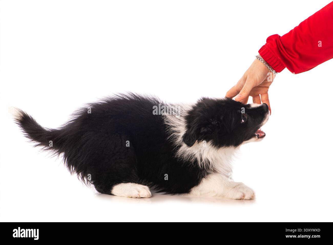 Chiot border collie isolé sur fond blanc Banque D'Images