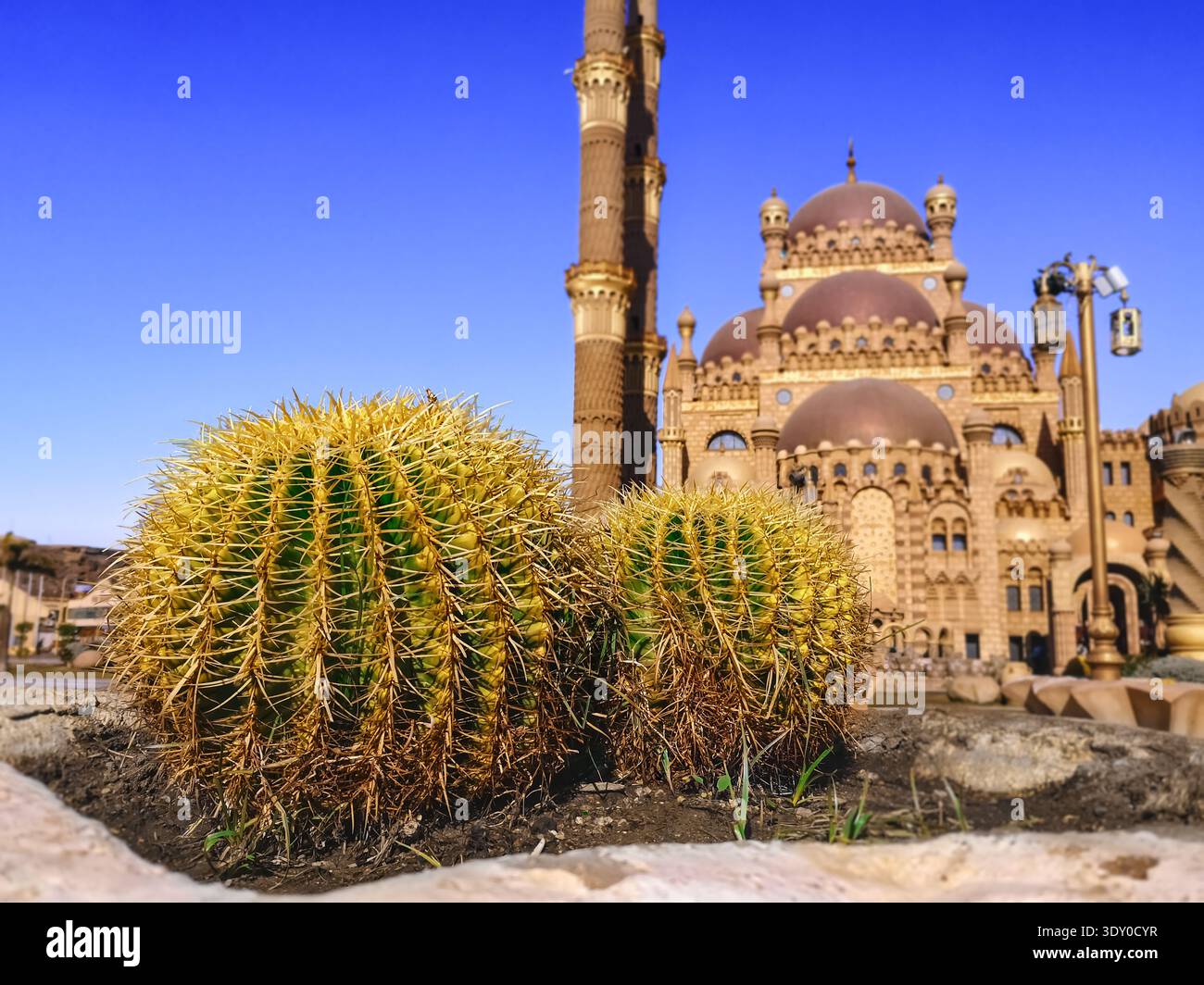 Deux grands Echinocactus globulaires sur le fond d'un paysage flou avec la mosquée El Sahaba à Sharm El Sheikh (Egypte). Parterre de fleurs - Image de stock capturée avec un smartphone