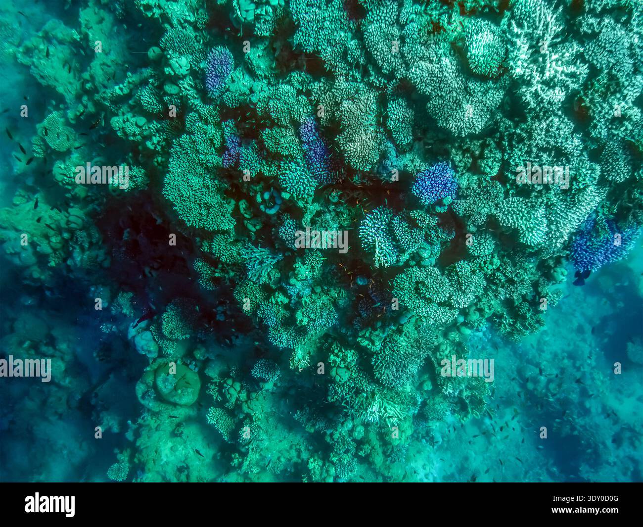 Vue sur un récif corallien à travers l'eau turquoise claire dans la mer Rouge. Fond d'aqua turquoise exotique naturel avec espace de copie - Image de stock capturée avec un smartphone