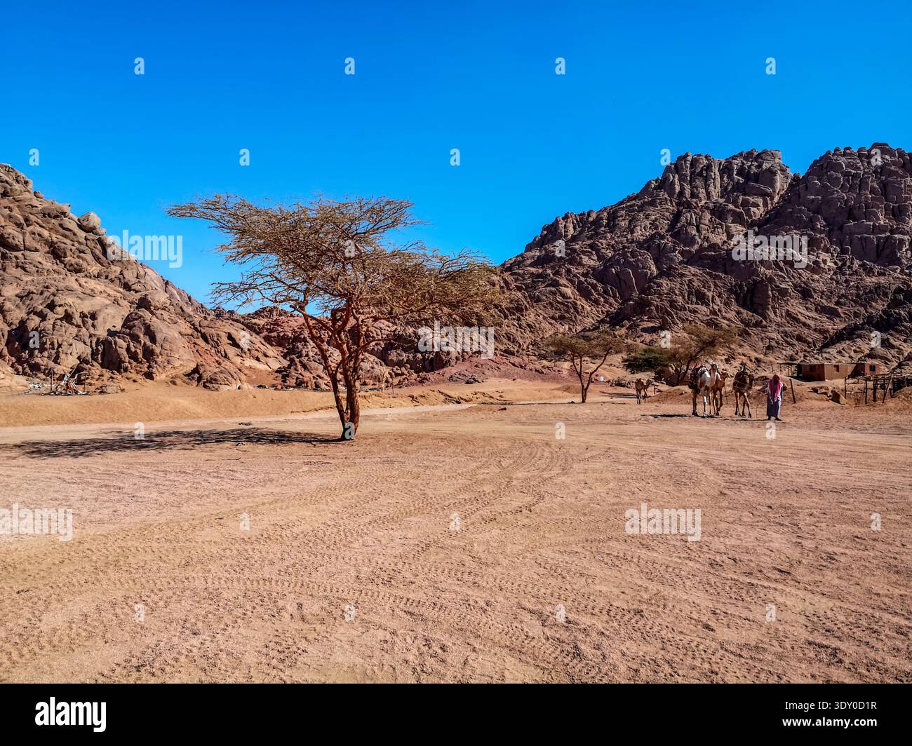 Bédouin avec des chameaux sur un fond d'une montagne dans le désert du Sinaï Sud près de Charm El Cheikh. Paysage désertique de la péninsule du Sinaï avec des arbres - Image de stock capturée avec un smartphone