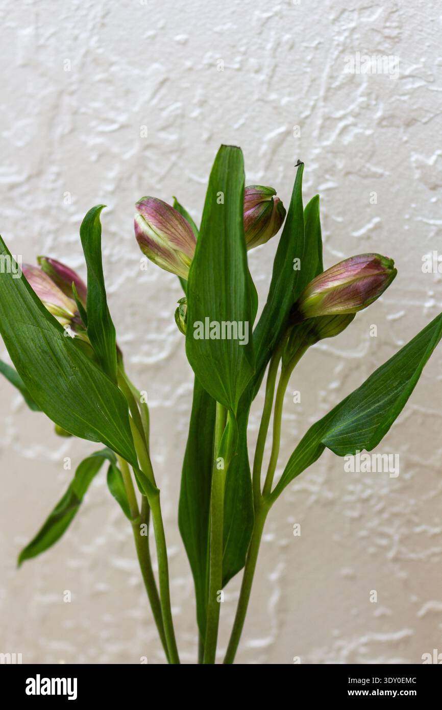 Boutons floraux alstroemeria roses et verts avec des feuilles. Fleurs non ouvertes sur les tiges. Fleurs fraîches avant de fleurir sur fond clair Banque D'Images
