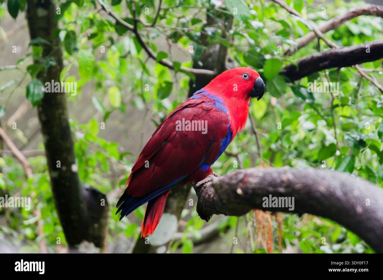 Perroquet eclectus des Moluques perché sur une branche. Il a un plumage rouge et bleu éclatant, avec des couleurs frappantes contrastant avec la verdure... Banque D'Images