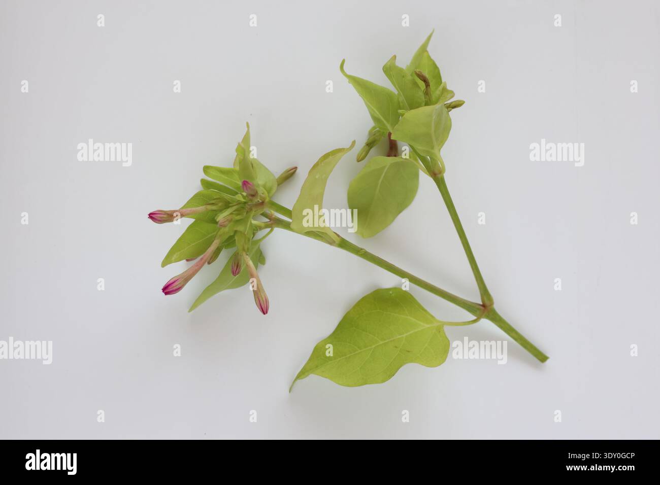 fleur mirabilis jalapa isolée sur blanc Banque D'Images