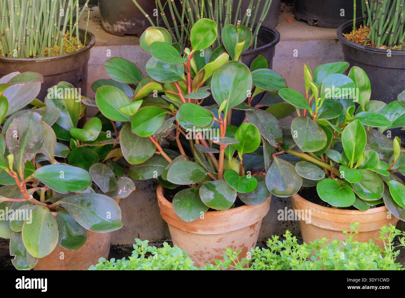 Peperomia obtusifolia est cultivé en pot. Plantes tropicales vendues en magasin. Baby Rubberplant. Plante d'intérieur. Banque D'Images