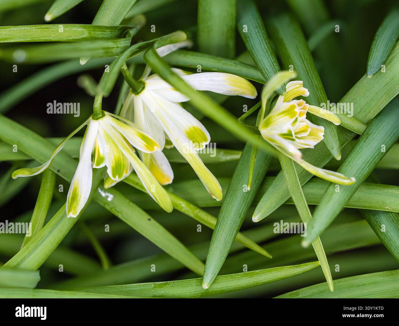 Inhabituel, goutte de neige à floraison tardive, Galanthus nivalis 'Walrus', avec de longs segments extérieurs et de lourdes marques vertes et jaunes Banque D'Images