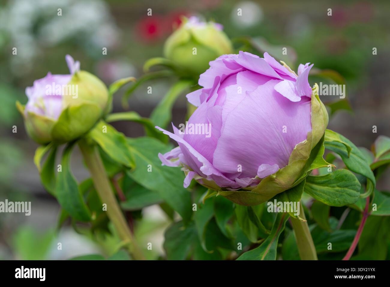 Boutons de pivoine violet doux prêts à fleurir dans le jardin printanier Banque D'Images