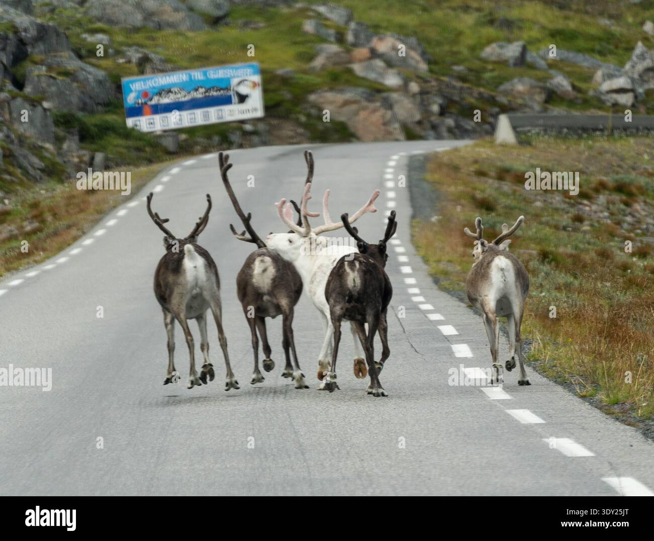 Troupeau de rennes courant le long d'une route près de Gjesvaer, Norvège Banque D'Images