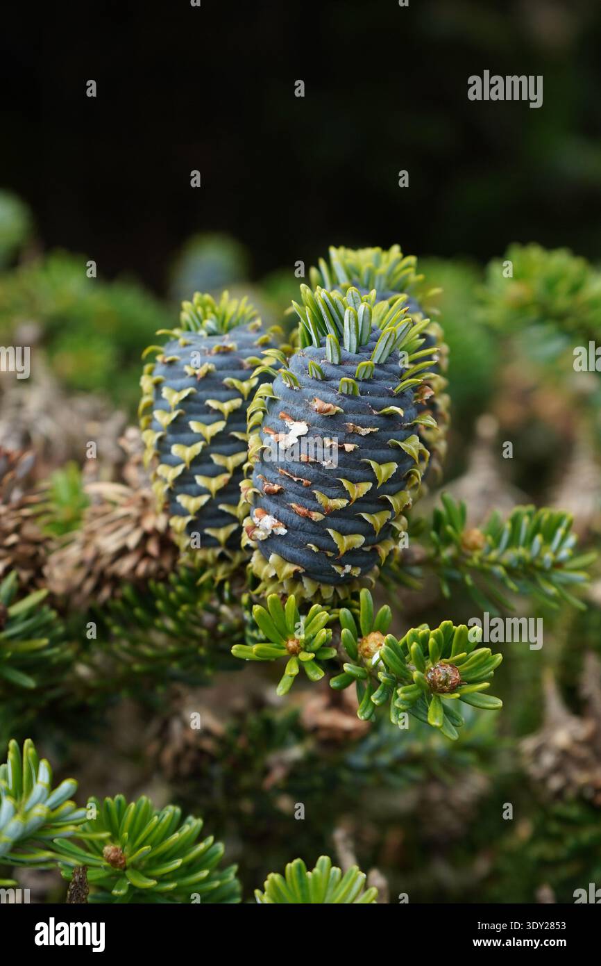 Gros plan d’un jeune cône Abies koreana (sapin coréen) montrant sa coloration bleuâtre-violet distinctive et ses bractées vertes saillantes. Banque D'Images