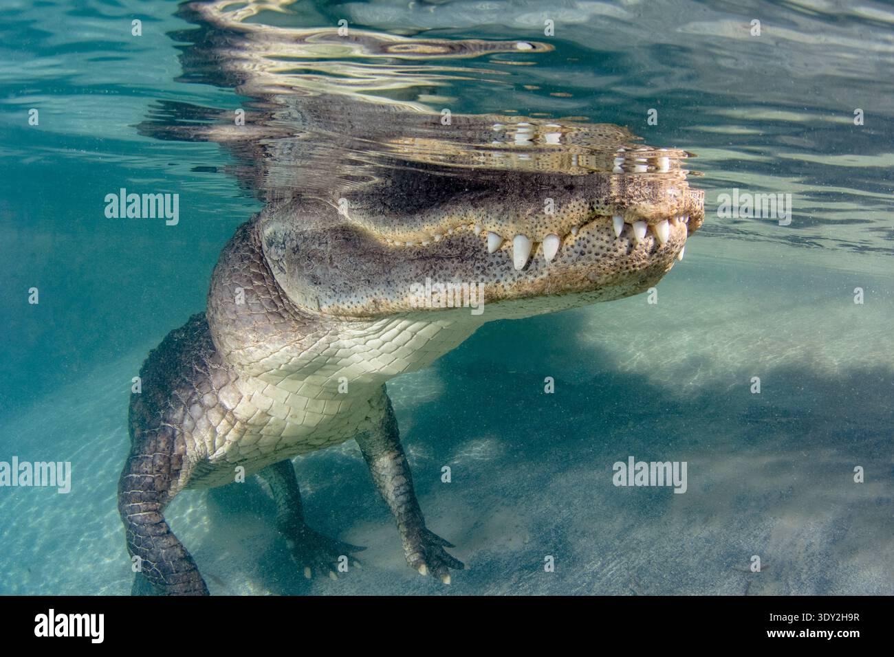 Alligator américain, Alligator mississippiensis, Everglades, Homestead Florida, États-Unis (c) Banque D'Images