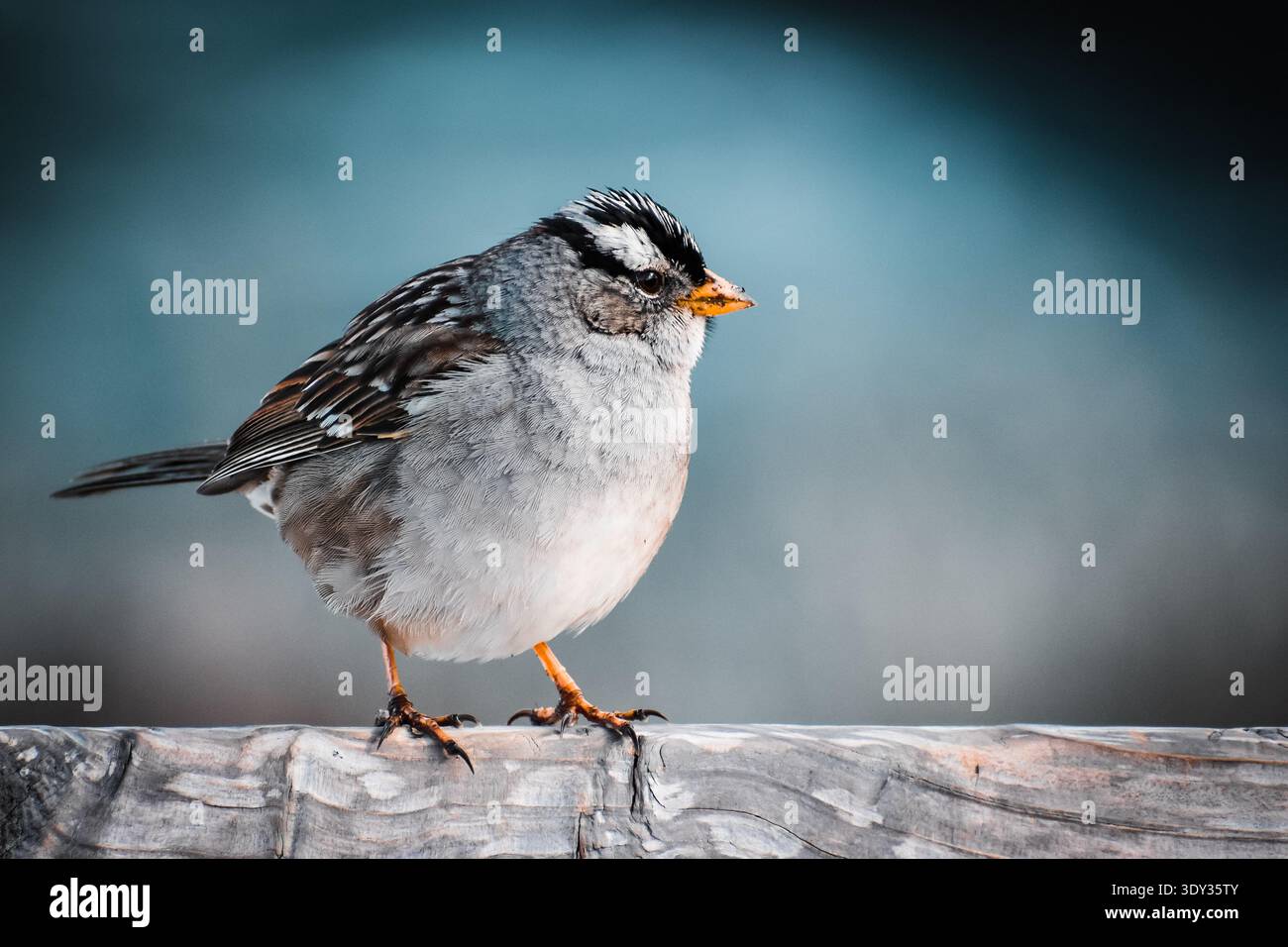 Moineau couronné blanc sur clôture Banque D'Images