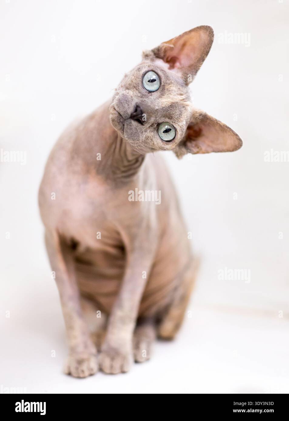 Un chat Sphynx sans poils regardant la caméra avec une inclinaison de la tête et une expression aux yeux larges Banque D'Images