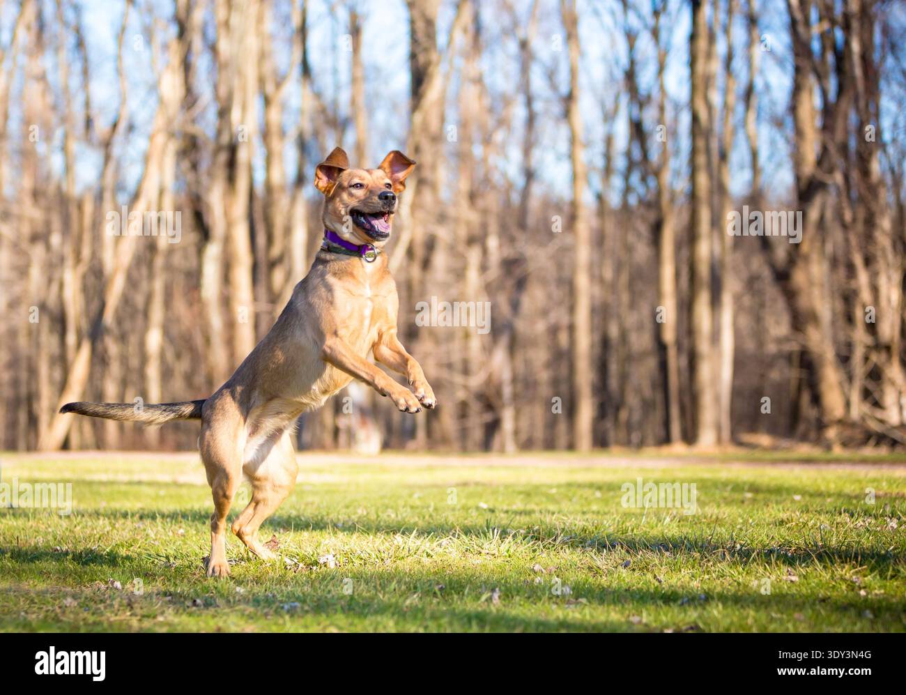 Un chien de race mixte heureux sautant dans les airs à l'extérieur Banque D'Images
