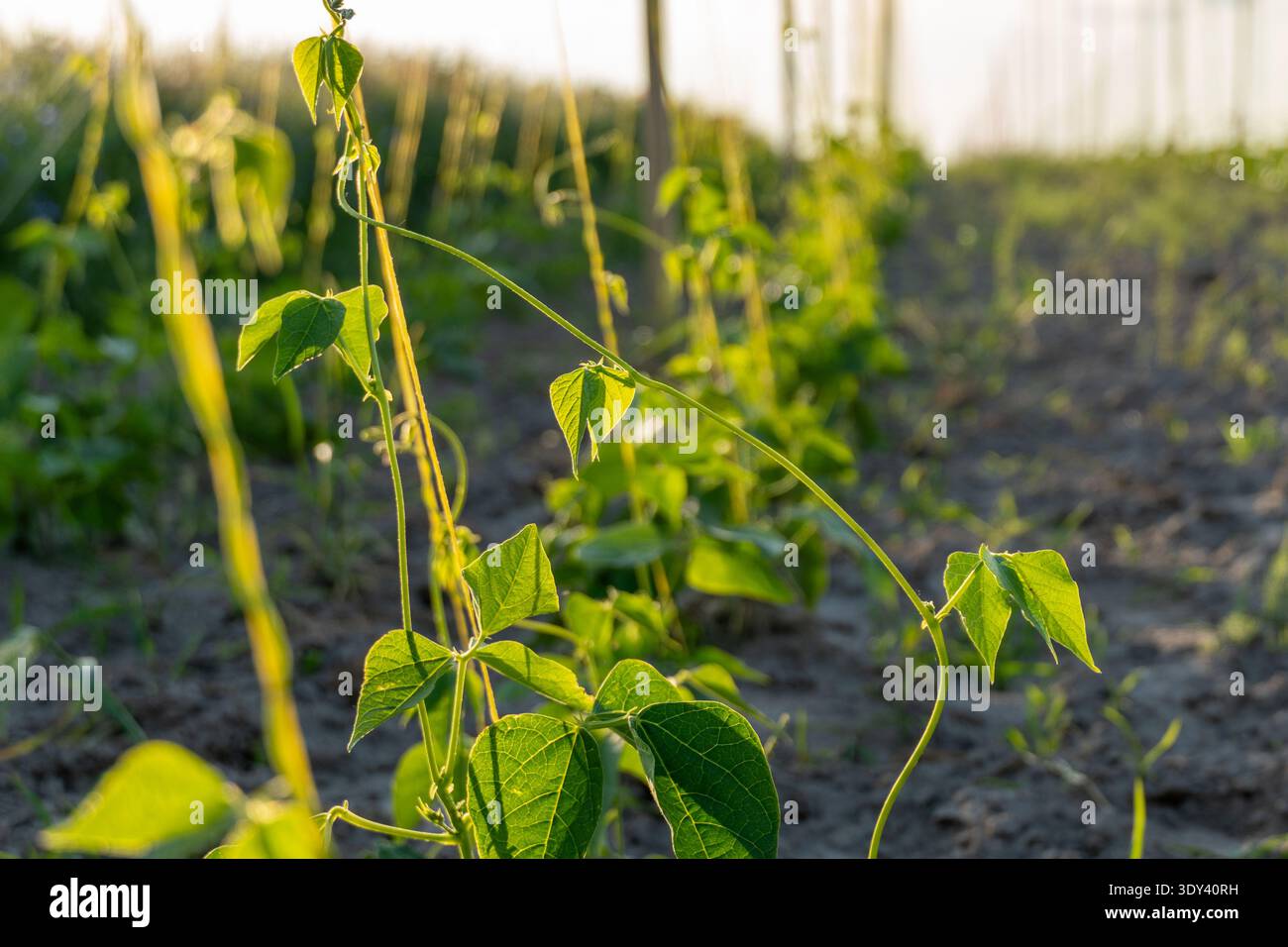Les plants de haricots verts grimpent sur des poteaux en rangées organisées dans un champ agricole sous la lumière chaude du soleil pendant les heures de fin d'après-midi d'une journée claire. Banque D'Images