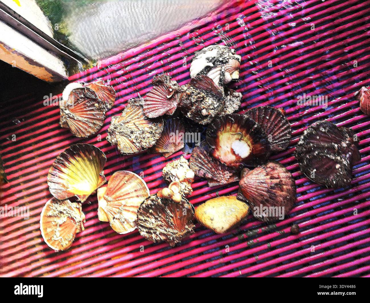 Coquilles Saint-Jacques draguées, Coromandel, Nouvelle-Zélande Banque D'Images