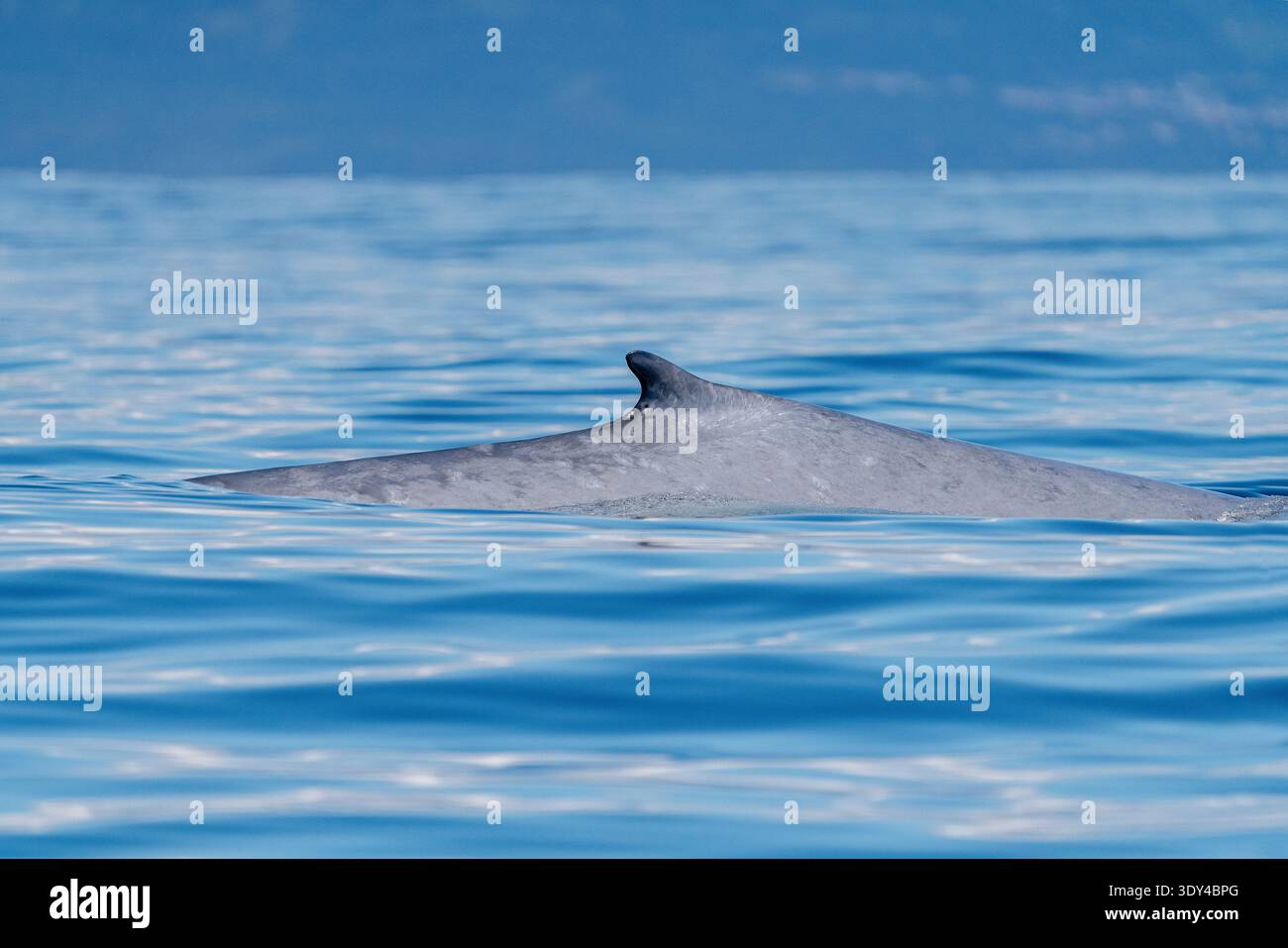 Baleine bleue, Balaenoptera musculus, Açores, Portugal, Océan Atlantique Banque D'Images