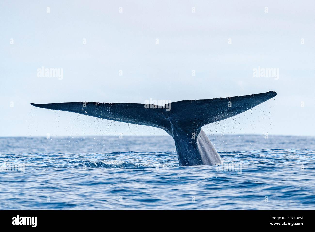 Baleine bleue, Balaenoptera musculus, Açores, Portugal, Océan Atlantique Banque D'Images