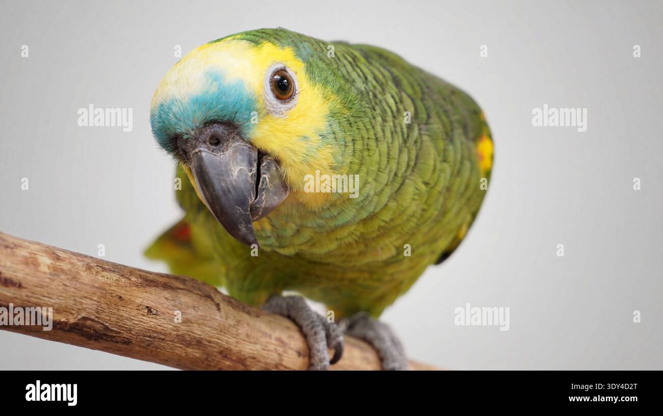 Il s'agit d'une photographie captivante d'un perroquet vert amazonien, facilement identifiable par son plumage vert éclatant et ses marques jaunes et bleues distinctives O. Banque D'Images