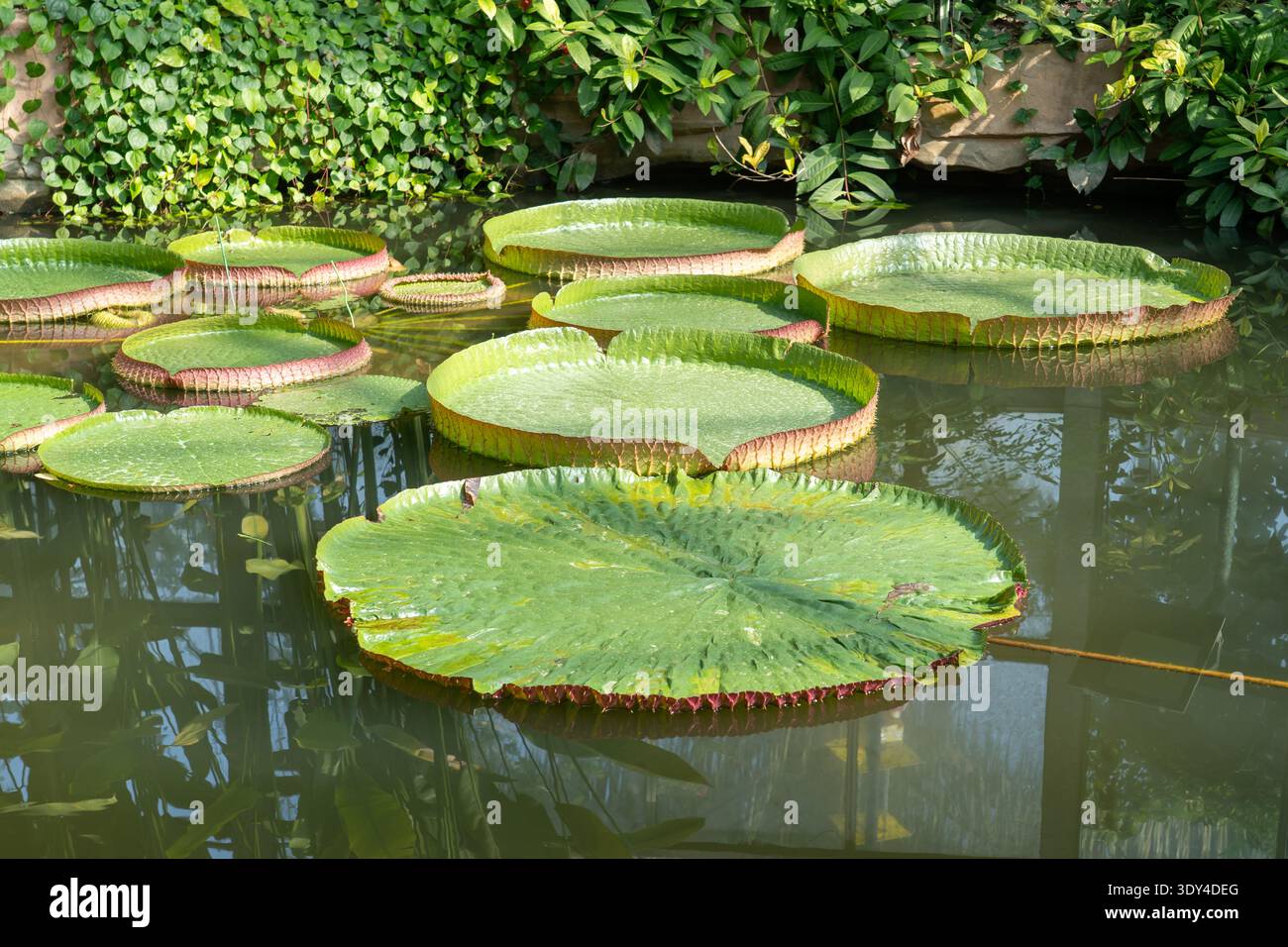 Les feuilles du Victoria cruziana (nénuphar de Santa Cruz) flottant dans un étang de jardin. Guangzhou, Chine. Banque D'Images